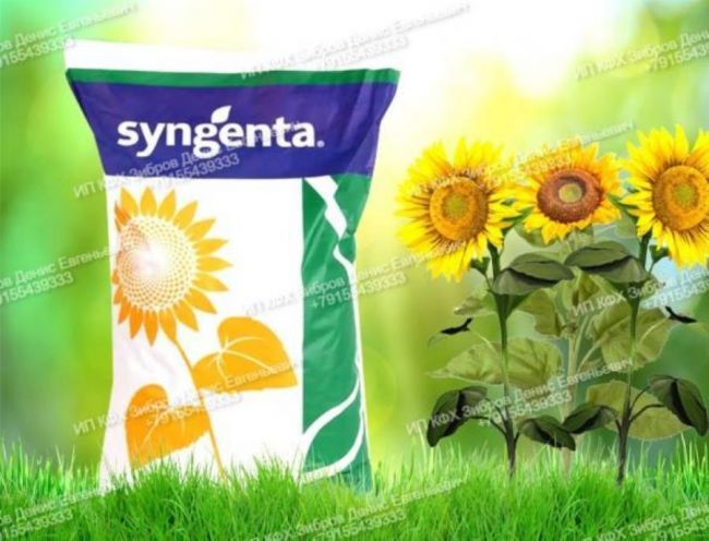 Гибриды семена подсолнечника Суванго HTS Syngenta