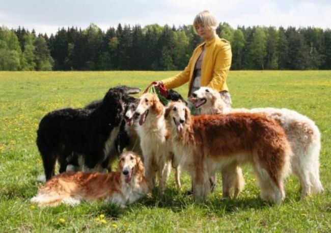 Элитный щенок русской борзой в ответственные руки