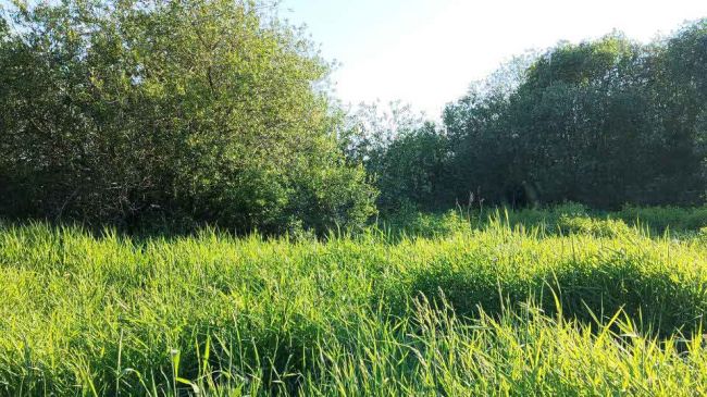 Участок 5.96 сотки Покровская Гатчина